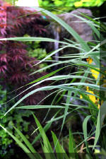 Un bassin � championsla rivi�re  10 