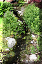 Un bassin � championsla rivi�re  2 