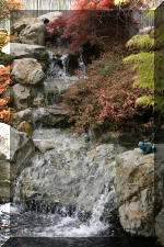 Ko� San Belgique - Le jardin Japonais  7 