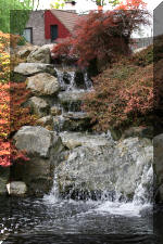 Ko� San Belgique - Le jardin Japonais  8 