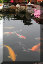 Ko� San Belgique - Le jardin Japonais  32 