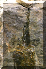 Ko� San Belgique - Le jardin Japonais  38 