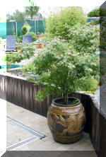 Purnod 5 un jardin japonais de r�ve  18 