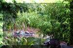 Purnod 9 un jardin japonais de r�ve  5 