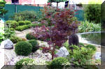 Purnod 9 un jardin japonais de r�ve  4 