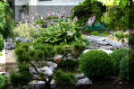 Purnod 9 un jardin japonais de r�ve  22 