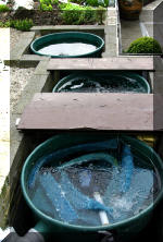 Purnod 10 un jardin japonais de r�ve  8 