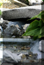 Purnod 10 un jardin japonais de r�ve  14 