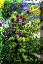 Purnod 8 un jardin japonais de r�ve  11 