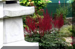 Purnod 8 un jardin japonais de r�ve  25 