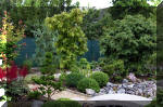 Purnod 8 un jardin japonais de r�ve  27 