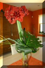 Purnod 16 un jardin japonais de r�ve  3 