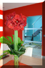 Purnod 16 un jardin japonais de r�ve  5 