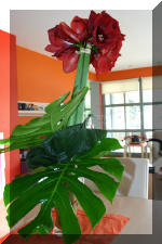 Purnod 16 un jardin japonais de r�ve  2 