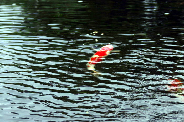 Purnod 7 un jardin japonais de r�ve  2 