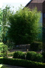 Purnod 21 un jardin japonais de r�ve  3 