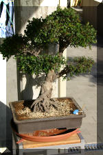 Purnod 21 un jardin japonais de r�ve  2 