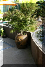 Purnod 21 un jardin japonais de r�ve  5 