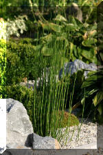 Purnod 21 un jardin japonais de r�ve  19 