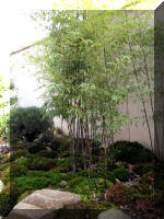 Bassin a ko� et jardin Japonais Richert 1 - suite 1  39 