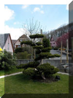 Bassin a ko� et jardin Japonais Richert 1 - suite 1  19 