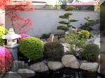 Bassin a ko� et jardin Japonais Richert 1 - suite 2  12 