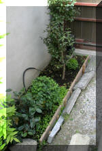 Bassin a ko� et jardin Japonais Richert 1 - suite 2  22 