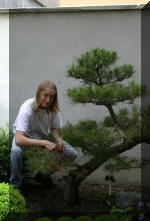 Bassin a ko� et jardin Japonais Richert 1 - suite 2  27 