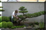 Bassin a ko� et jardin Japonais Richert 1 - suite 2  29 