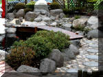 Bassin a ko� et jardin Japonais Richert 2 - la r�abilitation  14 