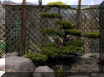 Bassin a ko� et jardin Japonais Richert 2 - la r�abilitation  23 