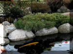Bassin a ko� et jardin Japonais Richert 2 - la r�abilitation  27 