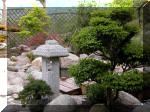 Bassin a ko� et jardin Japonais Richert 2 - les finitions  7 