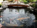 Bassin a ko� et jardin Japonais Richert 2 - les finitions  13 
