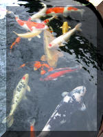 Bassin a ko� et jardin Japonais Richert 2 - les finitions  9 