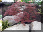 Bassin a ko� et jardin Japonais Richert 2 - les finitions  24 