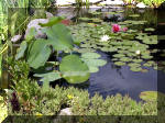 Bassin a ko� et jardin Japonais Richert 4 - Le jardin Japonais  2 
