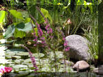 Bassin a ko� et jardin Japonais Richert 4 - Le jardin Japonais  7 