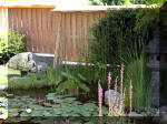 Bassin a ko� et jardin Japonais Richert 4 - Le jardin Japonais  16 
