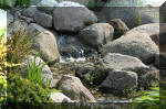 Bassin a ko� et jardin Japonais Richert 5 - Le jardin Japonais  20 