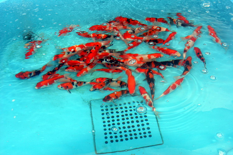 Aquamarathon du 08/04/2006 3  2 