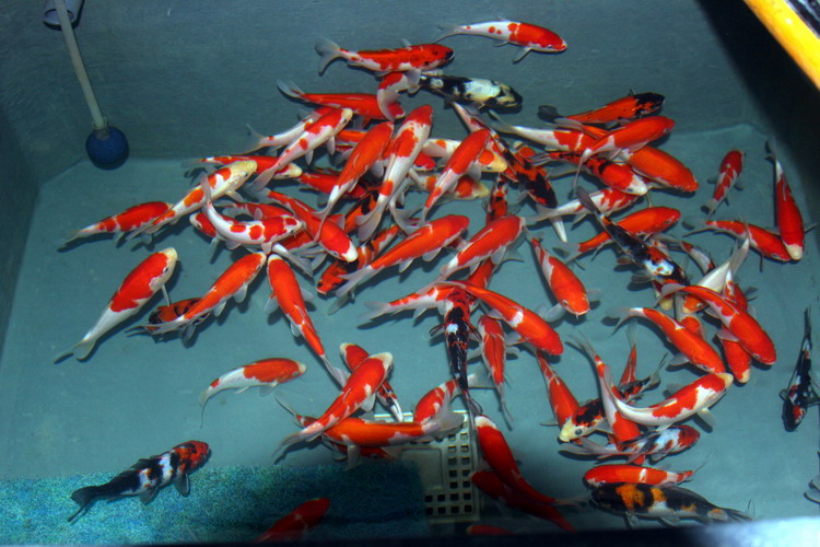 Aquamarathon du 08/04/2006 2 2