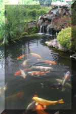 Aquamarathon alsacien un bassin a ko� champion dans les ko� show  13 