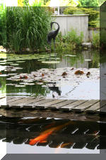 Aquamarathon alsacien un bassin a ko� champion dans les ko� show  5 