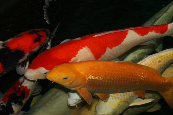 Aquamarathon alsacien ko� Farm le magasin Suisse  2 