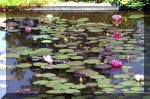 Aquamarathon de bretagne juin 2004, N�nuphars de Dara 4  23 