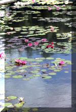 Aquamarathon de bretagne juin 2004, N�nuphars de Dara 4  25 