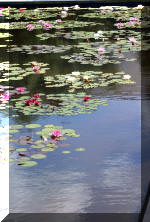 Aquamarathon de bretagne juin 2004, N�nuphars de Dara 4  27 