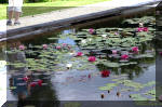 Aquamarathon de bretagne juin 2004, N�nuphars de Dara 4  31 