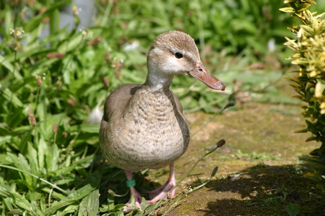 Restaurant la c�te  11 